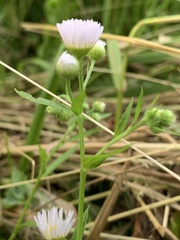 Erigeron annuus