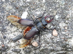 Lucanus cervus