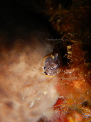 Prostheceraeus moseleyi