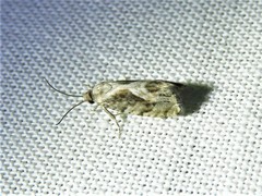 Cydia lacustrina
