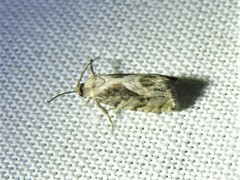 Cydia lacustrina