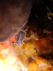 Prostheceraeus moseleyi