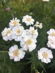 Achillea ptarmica