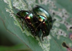 Callistethus auronitens
