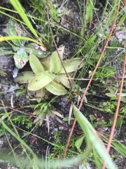 Pinguicula planifolia