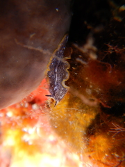 Prostheceraeus moseleyi