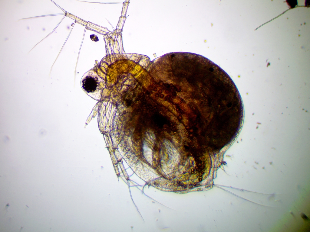 Water flea