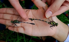 Ictinogomphus decoratus