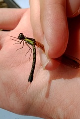 Heliocypha fenestrata