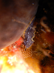 Prostheceraeus moseleyi