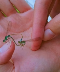 Ischnura senegalensis