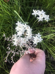 Sabatia macrophylla macrophylla