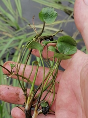 Halerpestes sarmentosa