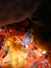 Prostheceraeus moseleyi