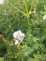 Valeriana officinalis