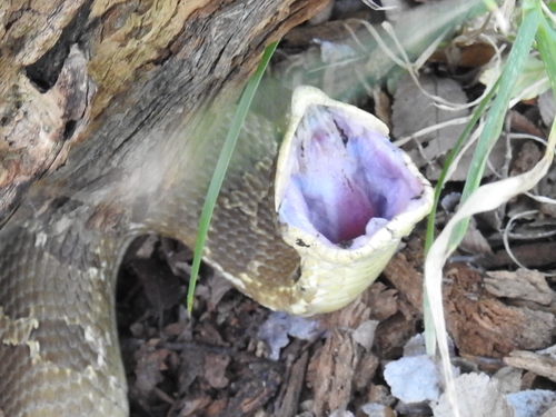 Eastern Hognose Snake (Heterodon platirhinos), a species recorded in Ohio