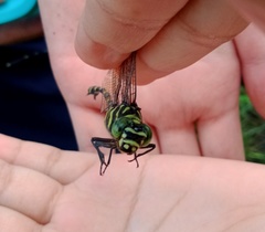 Ictinogomphus decoratus