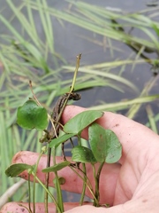 Halerpestes sarmentosa