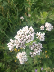 Valeriana officinalis