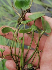 Halerpestes sarmentosa