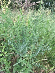 Genista germanica
