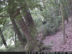 Sciurus carolinensis