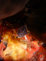 Prostheceraeus moseleyi