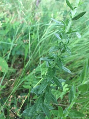 Genista germanica