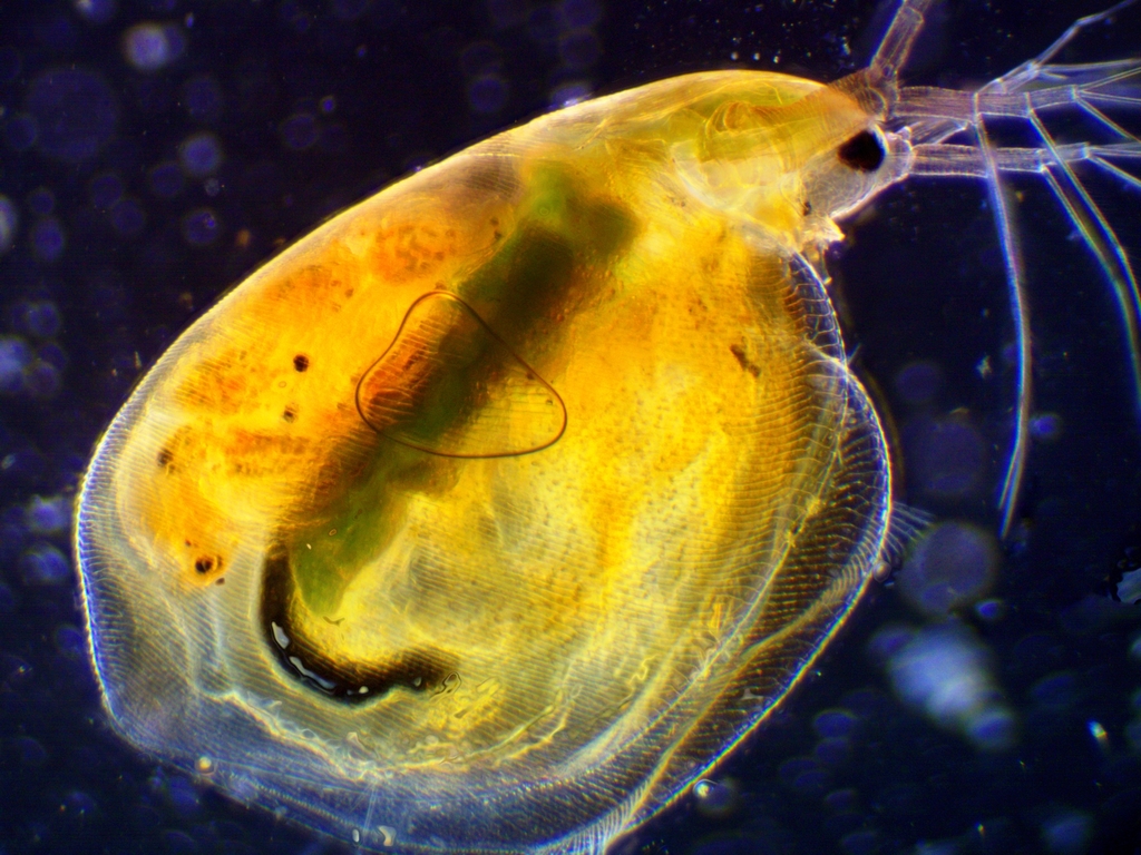 Simocephalus exspinosus