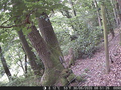 Sciurus carolinensis