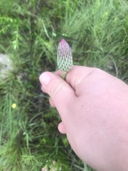 Cirsium lecontei