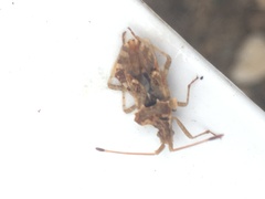 Centrocoris