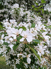Malus