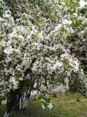 Malus