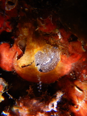 Prostheceraeus moseleyi