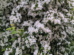 Malus