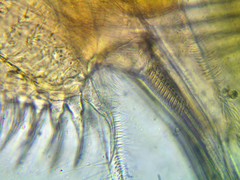 Simocephalus exspinosus