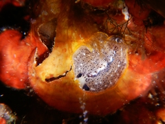 Prostheceraeus moseleyi