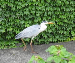 Ardea cinerea
