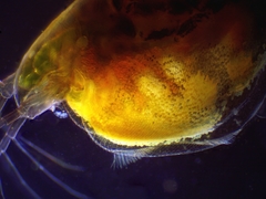 Simocephalus exspinosus