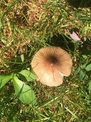 Pseudosperma friabile
