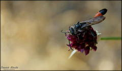 Isodontia splendidula