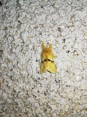 Euproctis molunduana