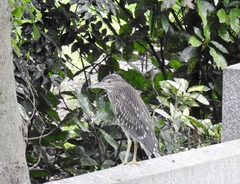 Nycticorax nycticorax