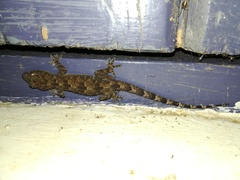 Hemidactylus platycephalus