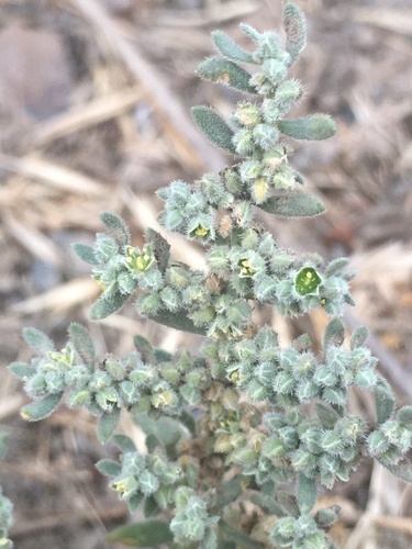 Gray rupturewort (Herniaria incana)