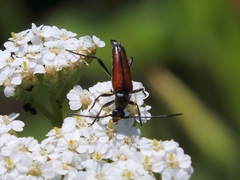 Stenurella melanura
