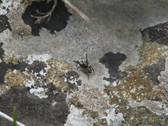Euophrys frontalis