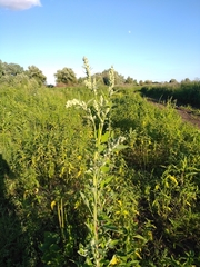 Chenopodium album