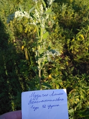 Chenopodium album